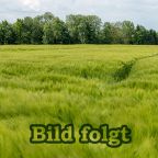 Weizenfeld mit Wald im Hintergrund - darüber die Aufschrift "Bild folgt"