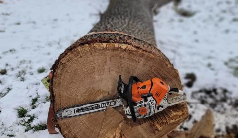 Praxis Forstwirtschaft Baum mit Motorsäge