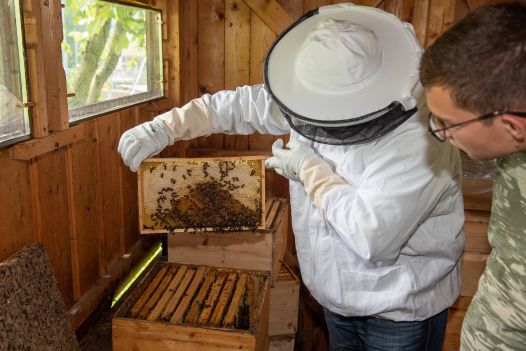 Ein Mann mit einer Bienenwabe mit Bienen