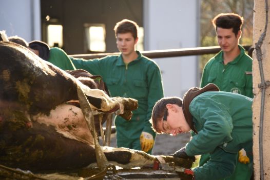 Junge Männer bei der Klauenpflege im Praxisunterricht Tierhaltung